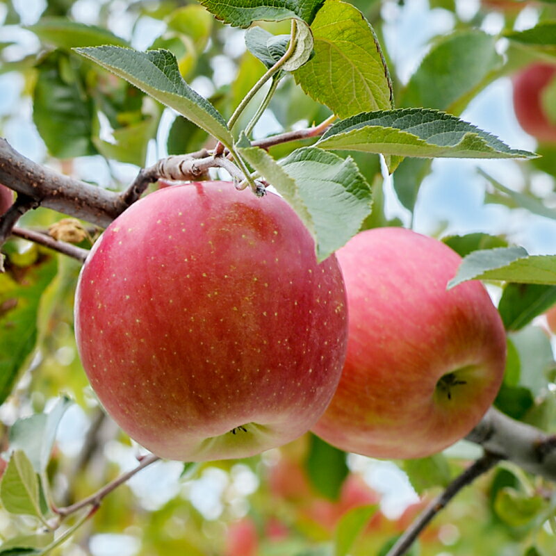 【ふるさと納税】【南信州産】サンふじ　約5kg　秀品 | りんご リンゴ ふじ サンふじ さんふじ 信州 南信州 送料無料 ふるさと納税 長野県 飯田市 K30