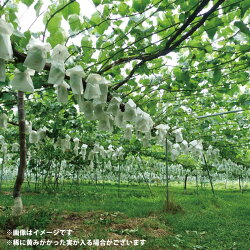 【ふるさと納税】シャインマスカット 約2kg　約3～5房《ひとつぶ堂》■2022年発送■※9月下旬頃～10月下旬頃まで順次発送予定 ブドウ ぶどう シャインマスカット･･･ 画像1