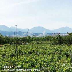 【ふるさと納税】シャインマスカット 約2kg　約3～5房《ひとつぶ堂》■2022年発送■※9月下旬頃～10月下旬頃まで順次発送予定 ブドウ ぶどう シャインマスカット･･･ 画像2