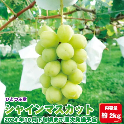 【長野県産】シャインマスカット 約2kg（約3～5房）《ひとつぶ堂》■2024年発送■※9月中旬頃～10月下旬頃まで順次発送予定 ブドウ ぶどう シャインマスカット 先行予約 予約