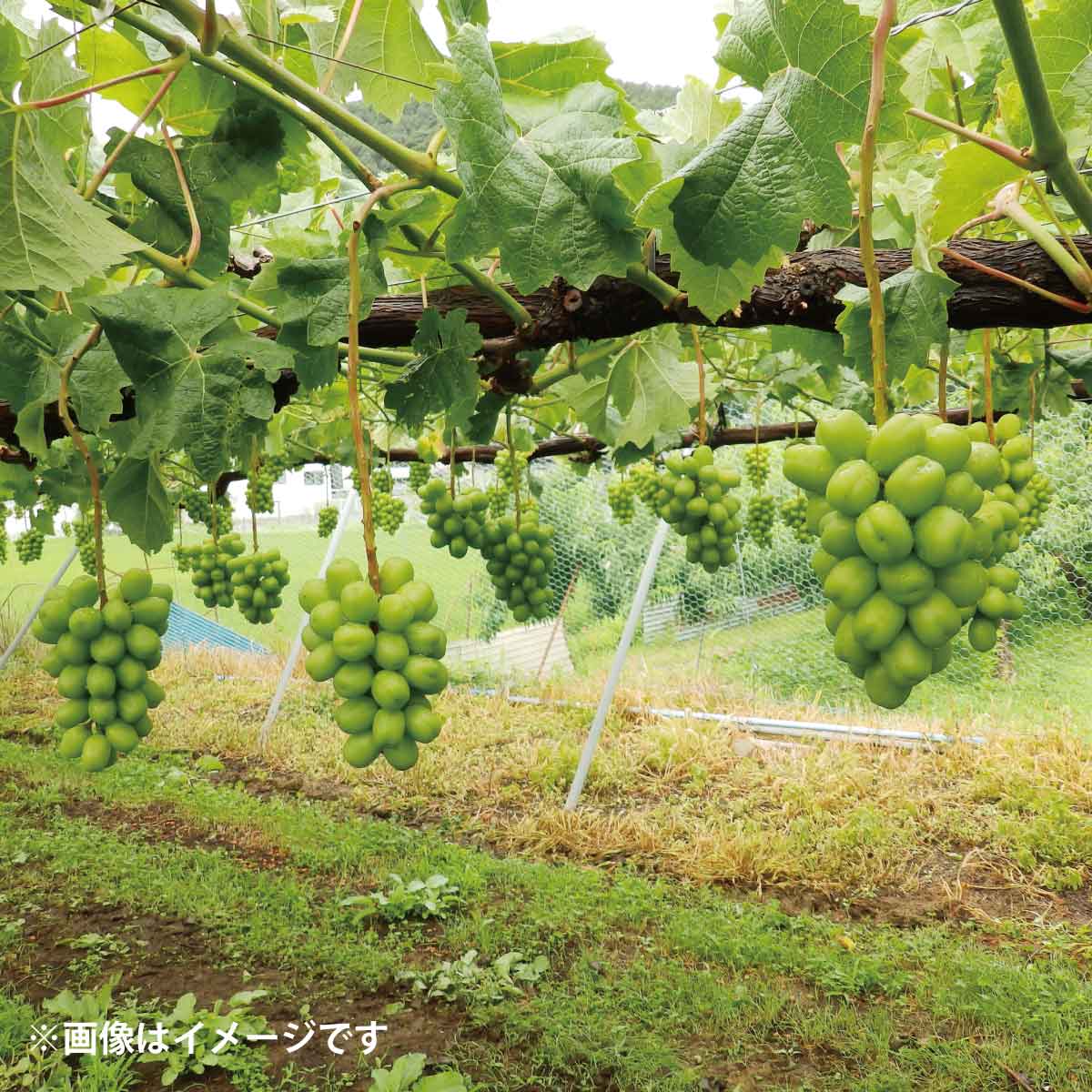 【ふるさと納税】冷蔵シャインマスカット 約2kg（約2～4房）《村石果樹園》■2024年～2025年発送■※11月上旬頃～1月下旬頃まで順次発送予定 ぶどう フルーツ 果物 ブドウ 冷蔵 シャインマスカット 先行予約 予約