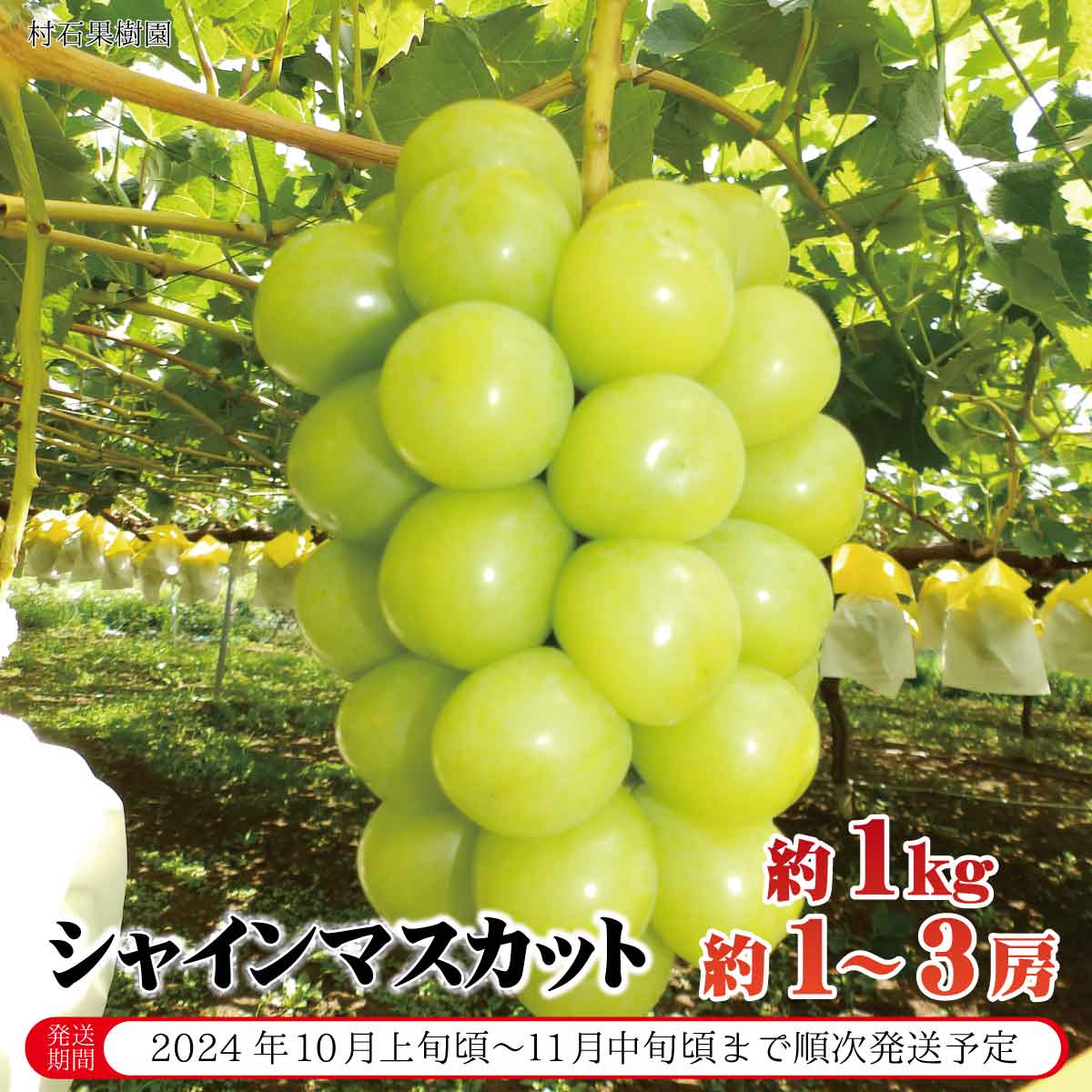 44位! 口コミ数「66件」評価「4.56」シャインマスカット 約1kg（約1～3房）《村石果樹園》■2024年発送■※10月上旬頃～11月中旬頃まで順次発送予定 果物 フルーツ ぶど･･･ 