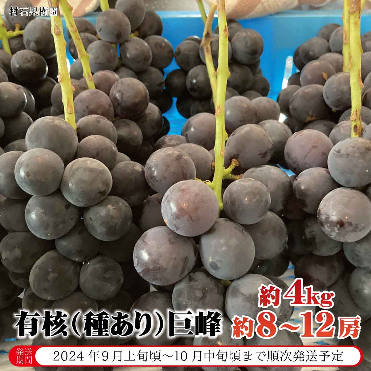 【ふるさと納税】有核（種あり）巨峰 約4kg（約8～12房）《村石果樹園》■2024年発送■※9月上旬頃～10月中旬頃まで順次発送予定 果物 フルーツ ぶどう 巨峰のサムネイル