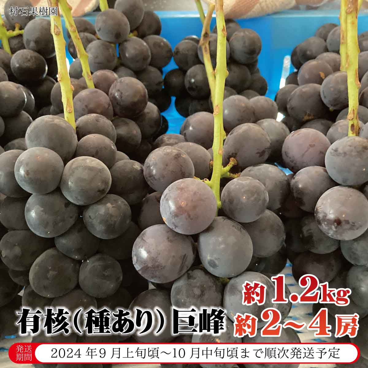 【ふるさと納税】有核（種あり）巨峰 約1.2kg（約2～4房）《村石果樹園》■2024年発送■※9月上旬頃～10月中旬頃まで順…