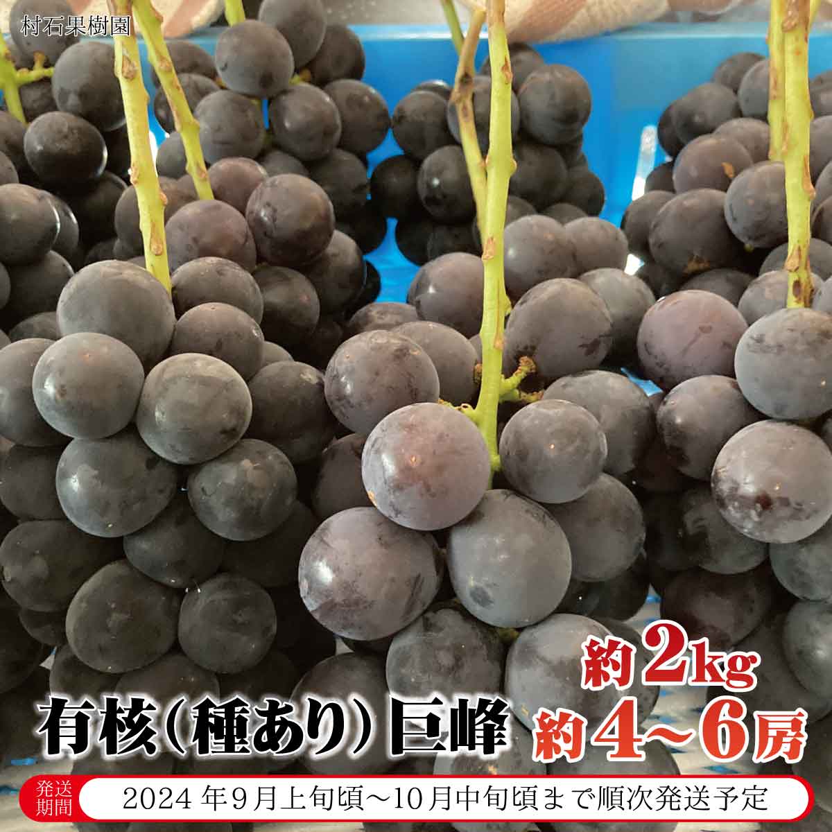 【ふるさと納税】有核（種あり）巨峰 約4～6房 約2kg《村石果樹園》■2023年発送■※9月上旬頃～10月中旬頃まで順次発送予定 果物 フルーツ ぶどう 巨峰のサムネイル