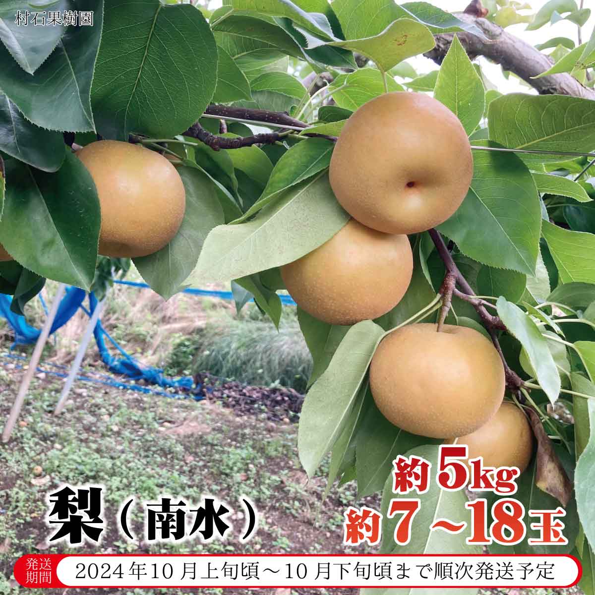 【ふるさと納税】梨 南水 約5kg 約7～18玉 《村石果樹園》 2024年発送 10月上旬頃～10月下旬頃まで順次発送予定 果物 フルーツ なし