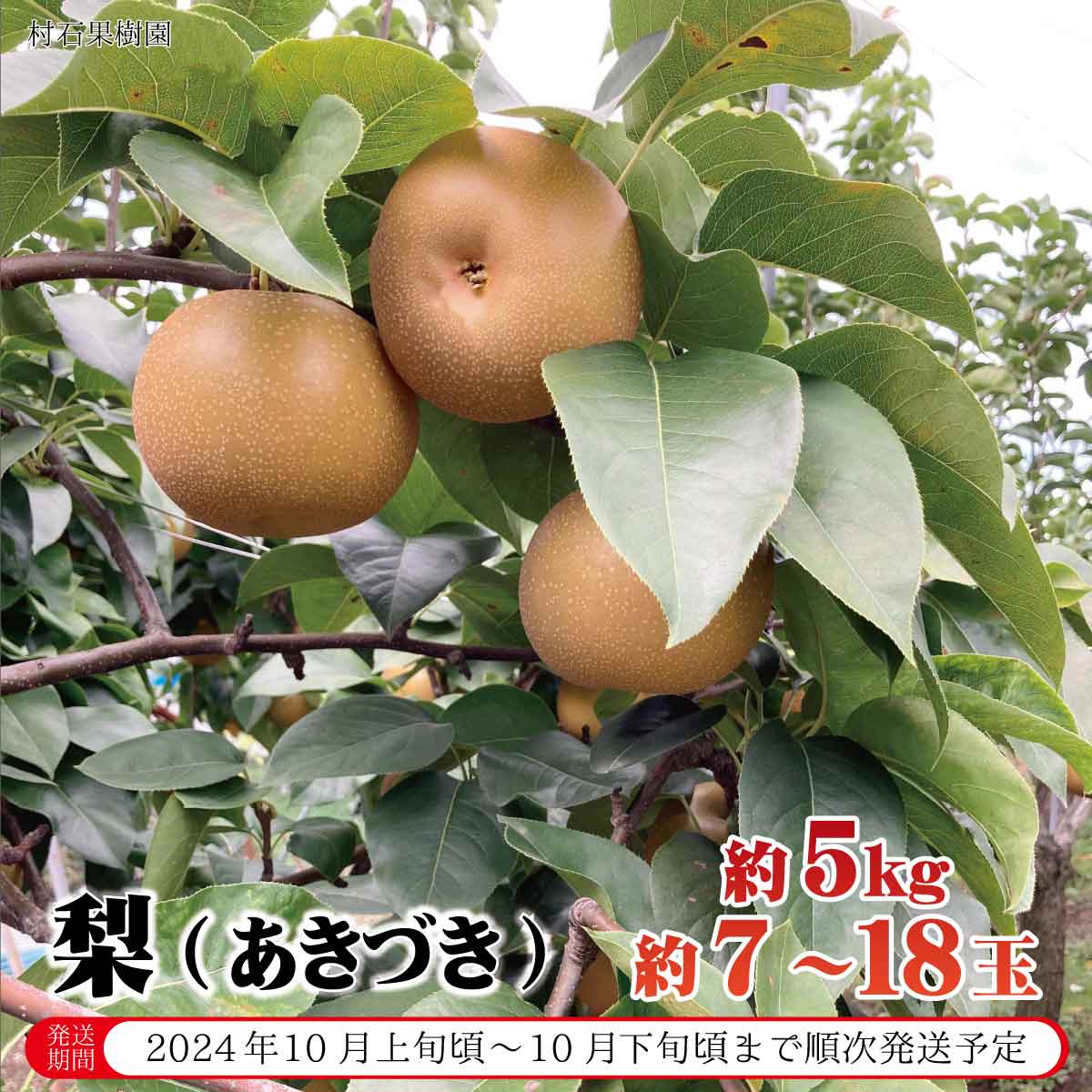 梨(あきづき) 約5kg(約7〜18玉)[村石果樹園] 2024年発送 ※10月上旬頃〜10月下旬頃まで順次発送予定 果物 フルーツ なし