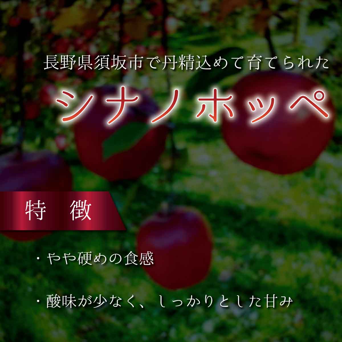 【ふるさと納税】りんご（シナノホッペ）約5kg（約9～18玉）《村石果樹園》■2024～2025年発送■※11月中旬頃～2月中旬頃まで順次発送予定 果物 フルーツ 林檎 りんご リンゴ