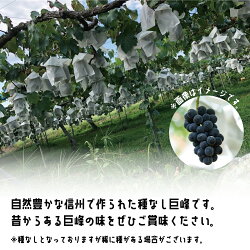 【ふるさと納税】種なし巨峰（短期冷蔵）約3Kg 約6～9房《宮川農園》■2021年発送■※10月下旬頃より順次発送予定 フルーツ 果物 ブドウ ぶどう 種なし 巨峰･･･ 画像1