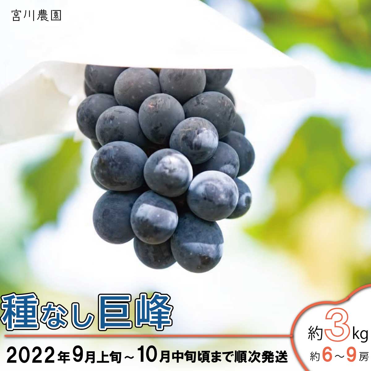 【ふるさと納税】種なし巨峰　約3kg（約6～9房）《宮川農園》■2022年発送■※9月上旬頃～10月中旬頃まで順次発送予定 果物 ぶどう フルーツ 種なし 巨峰･･･