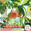 【ふるさと納税】旬の白系ピーチ約2kg（約6～12玉）《市川ファーム》■2024年発送■7月上旬頃～9月下旬頃まで順次発送…