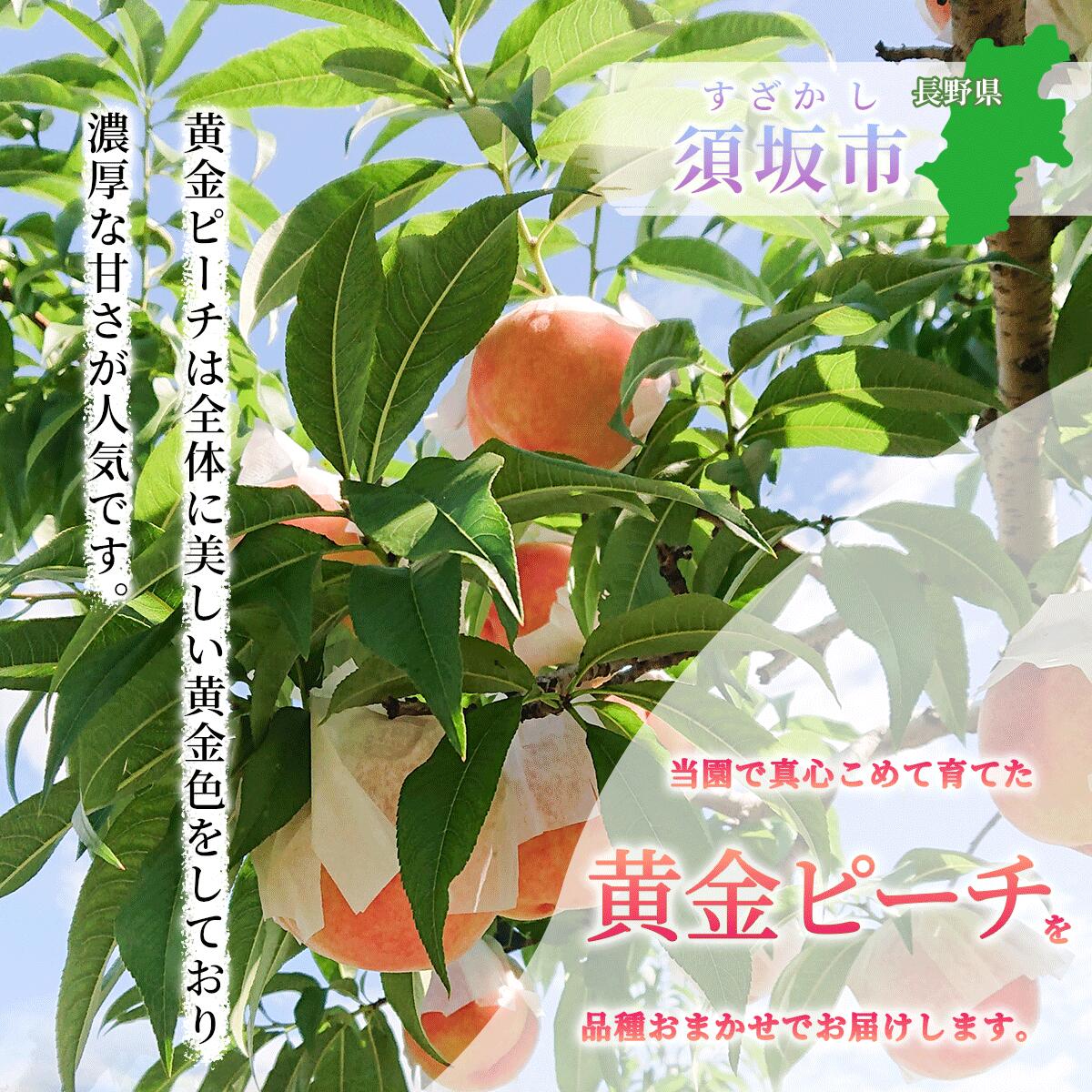 【ふるさと納税】厳選！黄金ピーチ 約3kg (約7～15玉) 品種おまかせ 桃《市川ファーム》■2025年発送■※7月中旬頃～9月下旬頃まで順次発送予定 フルーツ 果物 桃 もも モモ 黄金 ピーチ