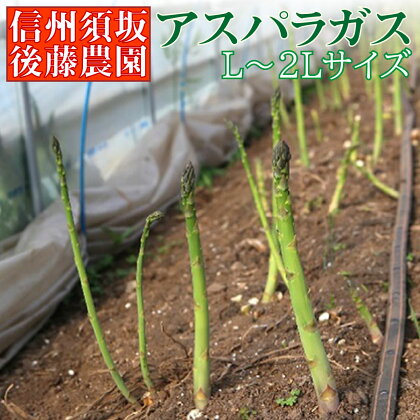 ≪4月から順次発送≫<後藤農園直送>新鮮!アスパラガス 約1.5kg(L〜2Lサイズ)【アスパラ・野菜】
