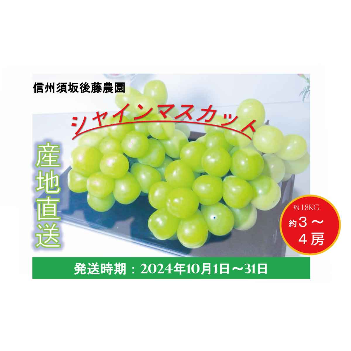 【ふるさと納税】【先行予約】2024年発送 産地直送シャインマスカット約1.8kg(約3～4房）《信州須坂後藤農園》■2024年発送■※10月上旬頃～10月下旬頃まで順次発送予定 フルーツ 果物 ブドウ ぶどう シャインマスカット