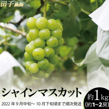 【ふるさと納税】長野県須坂市産シャインマスカット約1kg（約1～2房）《田子農園》■2022年発送■※9月中旬頃～10月下旬頃まで順次発送予定 果物類 フルーツ 果物 ぶどう