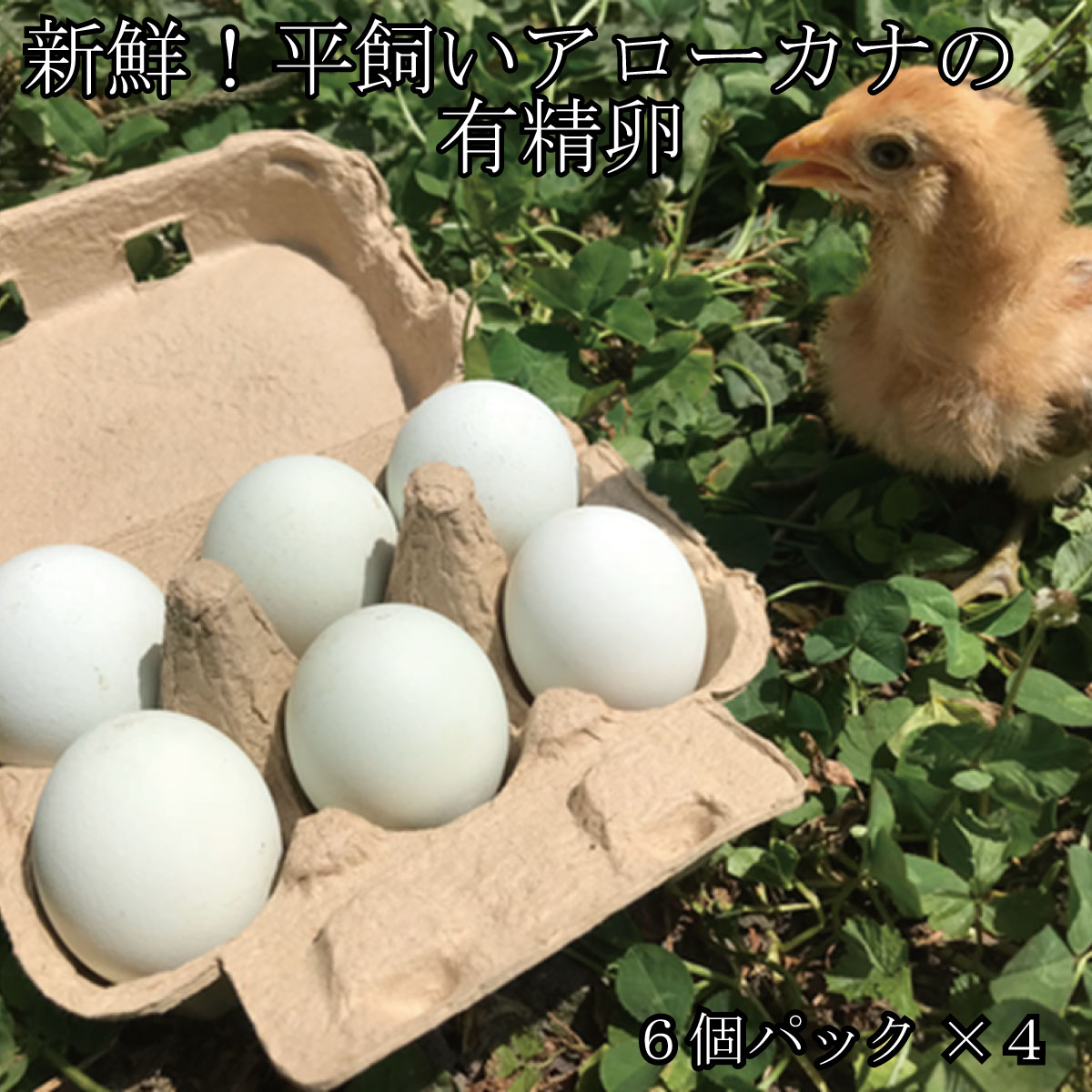 新鮮!平飼いアローカナの有精卵(6個パック×4)[タナカファーム]アローカナ 鶏卵 青い卵