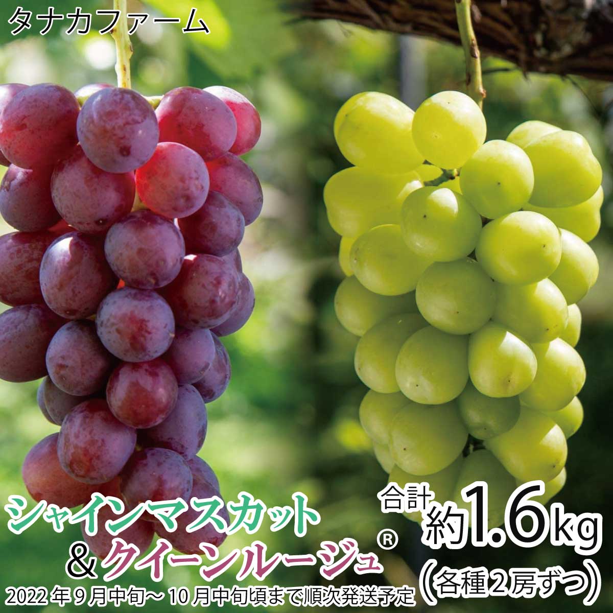 【ふるさと納税】朝採りシャインマスカット約400g＆クイーンルージュ®約400g（各2房 合計約1.6kg）《タナカファーム》■2022年発送■※9月中旬頃～10月中旬頃まで順次発送予定 フルーツ 果物 ブドウ ぶどう 種なし シャインマスカットのサムネイル