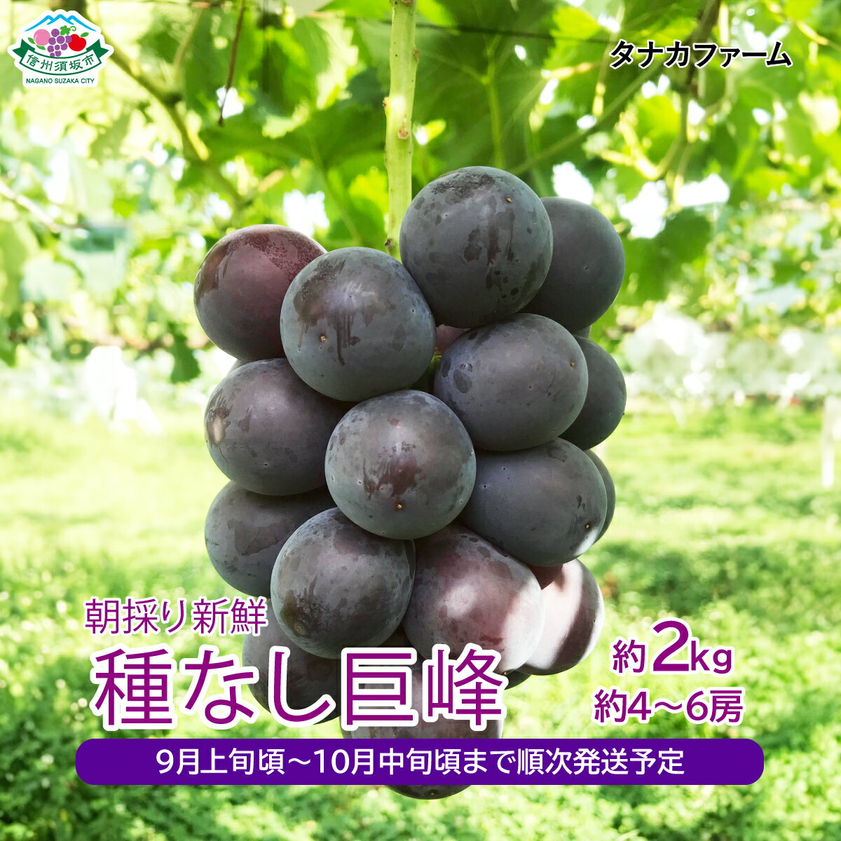 【ふるさと納税】朝採り新鮮 種なし巨峰 約2kg（約4～6房）《タナカファーム》■2023年発送■※9月上旬頃～10月中旬頃まで順次発送予定 フルーツ 果物 ブドウ ぶどう 種なし 巨峰のサムネイル