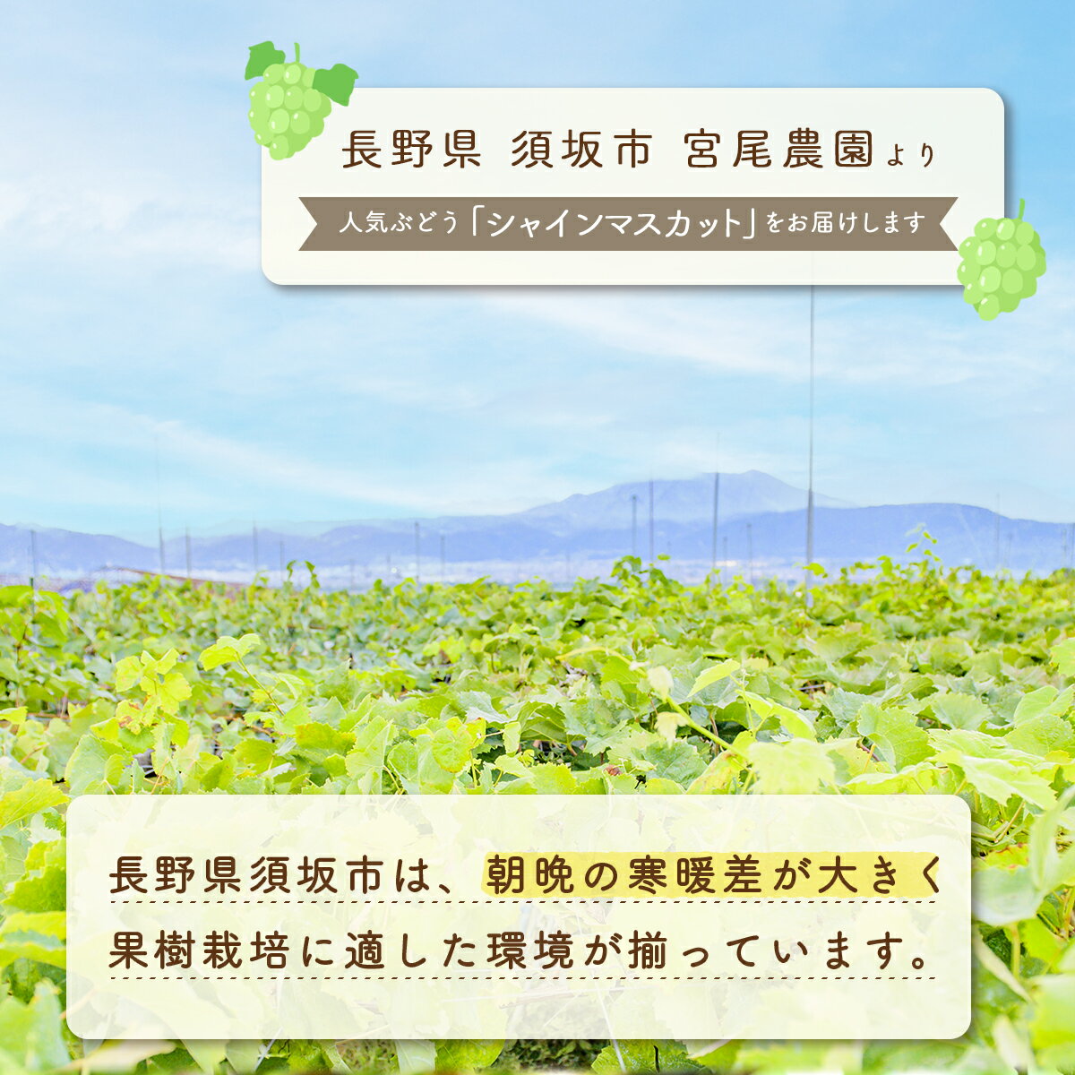 【ふるさと納税】朝採り！シャインマスカット 約2kg (約3～4房) 《宮尾農園》■2025年発送■※9月中旬頃～10月中旬頃まで順次発送予定 果物 フルーツ ぶどう 先行予約 予約