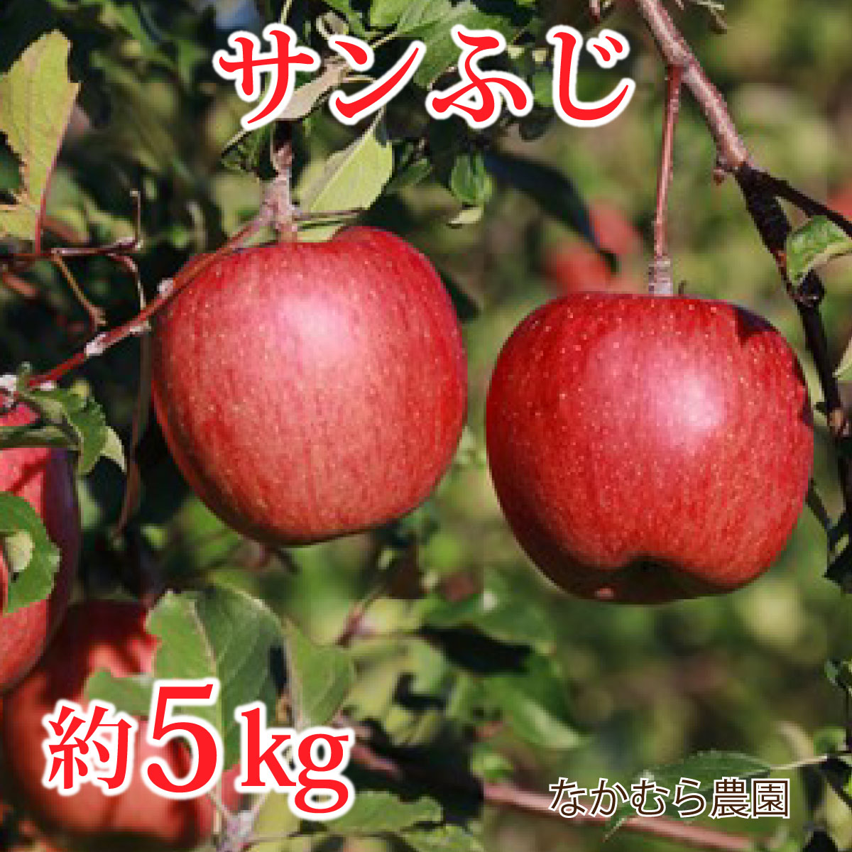サンふじ約5kg（約10～16玉）《なかむら農園》■2024年発送■※11月上旬頃～12月中旬頃まで順次発送予定 果物類 林檎 りんご リンゴ