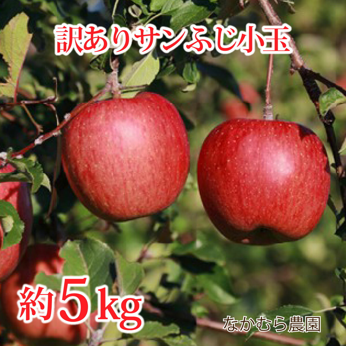 【ふるさと納税】【訳あり】サンふじ小玉 約5kg（約18～2