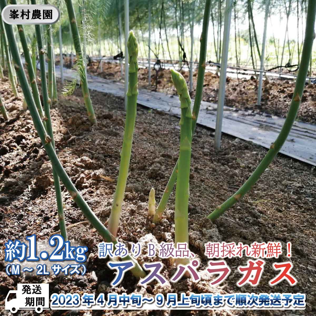 【ふるさと納税】訳ありB級品!アスパラガス約1.2kg(M~2Lサイズ)朝採れ新鮮!【峯村農園直送】■2023年発送■※4月中旬頃~9月上旬頃まで順次発送予定アスパラ野菜