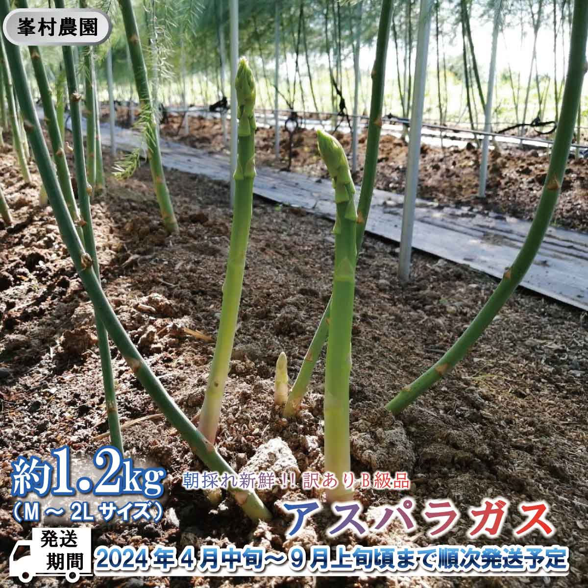 朝採れ新鮮! 訳ありB級品!アスパラガス 約1.2kg (M〜2Lサイズ)[峯村農園直送] 2024年発送 ※4月中旬頃〜9月上旬頃まで順次発送予定 アスパラ 野菜