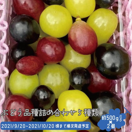 ぶどう品種詰め合わせ5種類(種なし皮ごと食べれます)約500gパック×2個《佐藤果樹園》■2021年発送■※9月下旬頃より順次発送予定 フルーツ 果物 ブドウ ぶどう 詰め合わせ シャインマスカット
