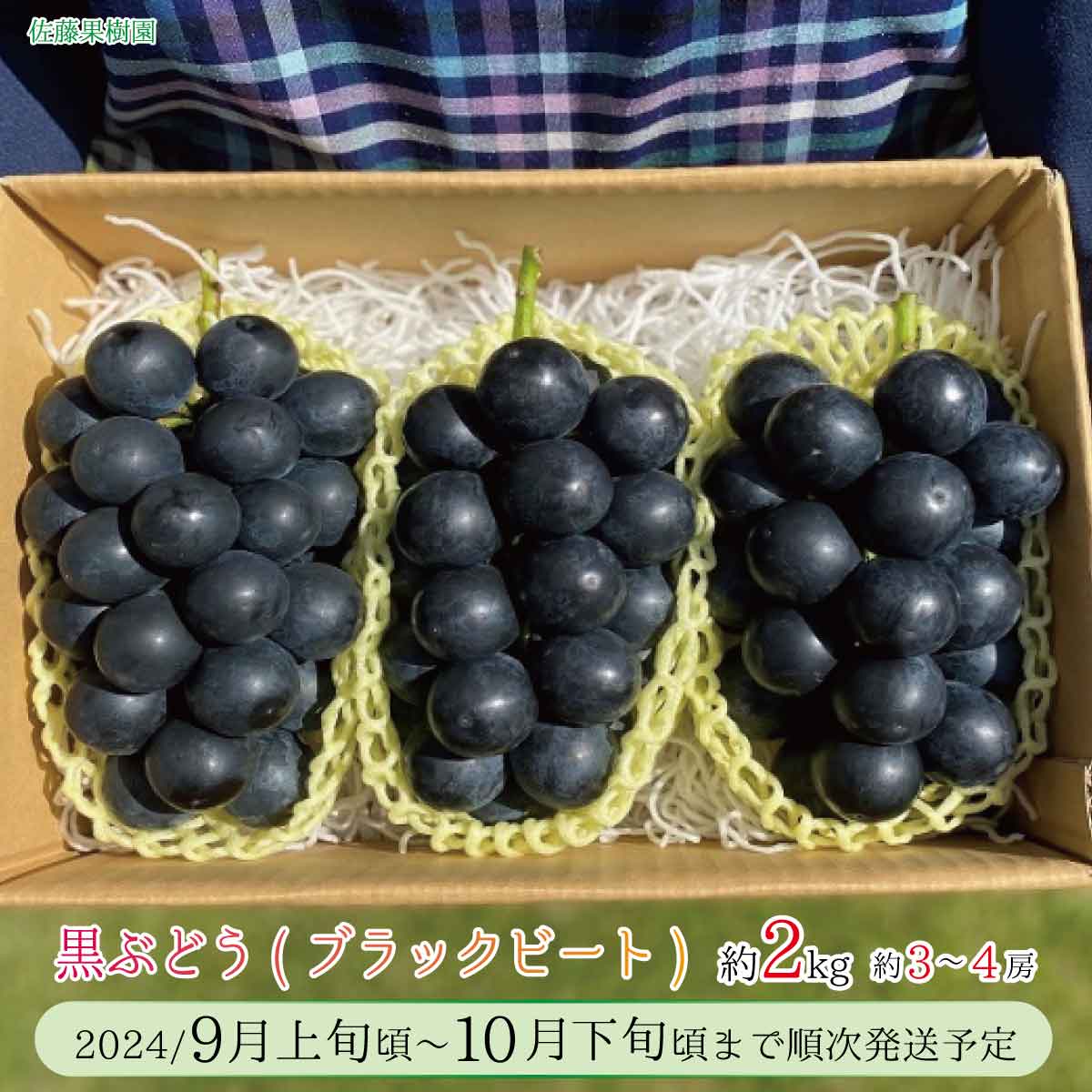 【ふるさと納税】黒ぶどう ブラックビート 約2kg（約3～4房）《佐藤果樹園》■2024年発送■※9月上旬頃～10月下旬頃まで順次発送予定 フルーツ 果物 ぶどう ブドウ 葡萄