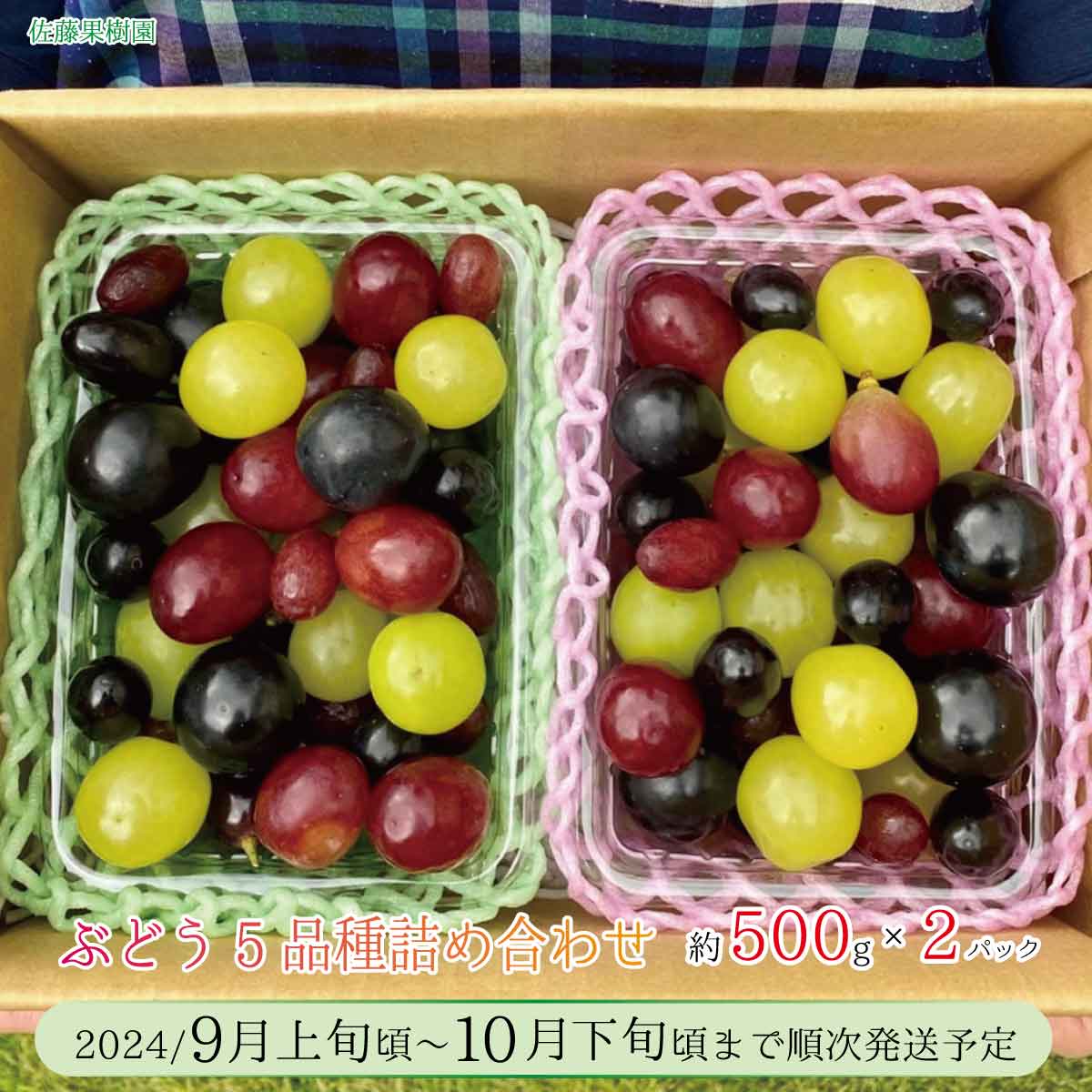 ぶどう5品種詰め合わせ（種なし皮ごとたべられます）約500g×2パック《佐藤果樹園》■2024年発送■※9月上旬頃～10月下旬頃まで順次発送予定 フルーツ 果物 ぶどう ブドウ 葡萄