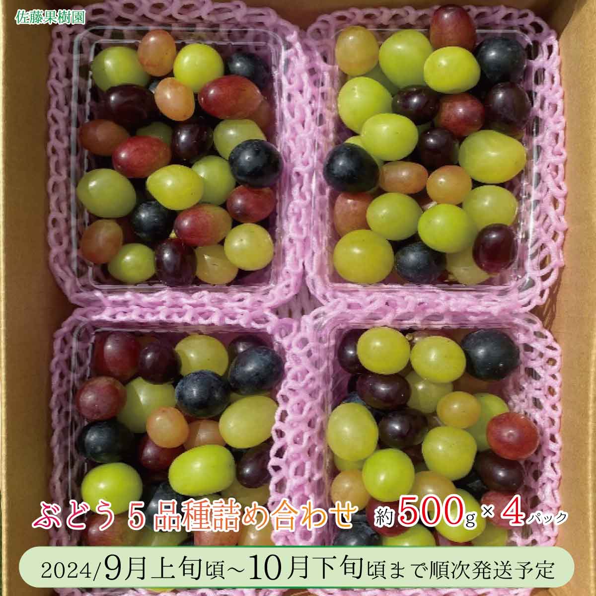 【ふるさと納税】ぶどう5品種詰め合わせ（種なし皮ごとたべられます）約500g×4パック《佐藤果樹園》■2024年発送■※9月…