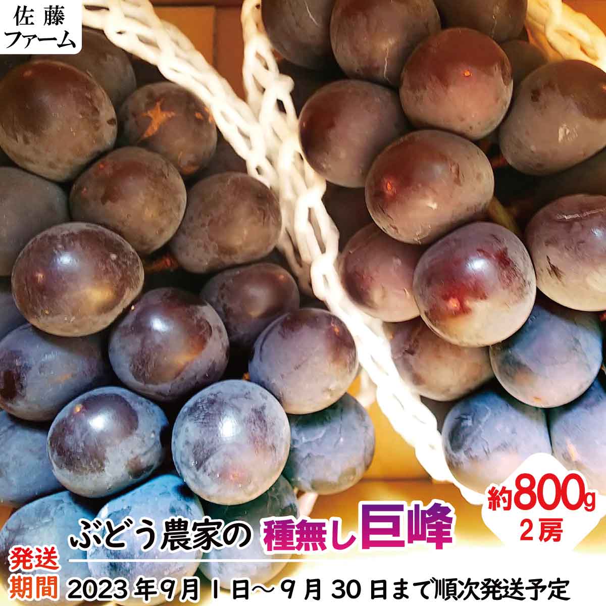【ふるさと納税】ぶどう農家の 種無し巨峰 2房（約800g）《佐藤ファーム》■2023年発送■※9月上旬頃～9月下旬頃まで順次発送予定 果物 ブドウ フルーツ 果物類 種無し 巨峰のサムネイル