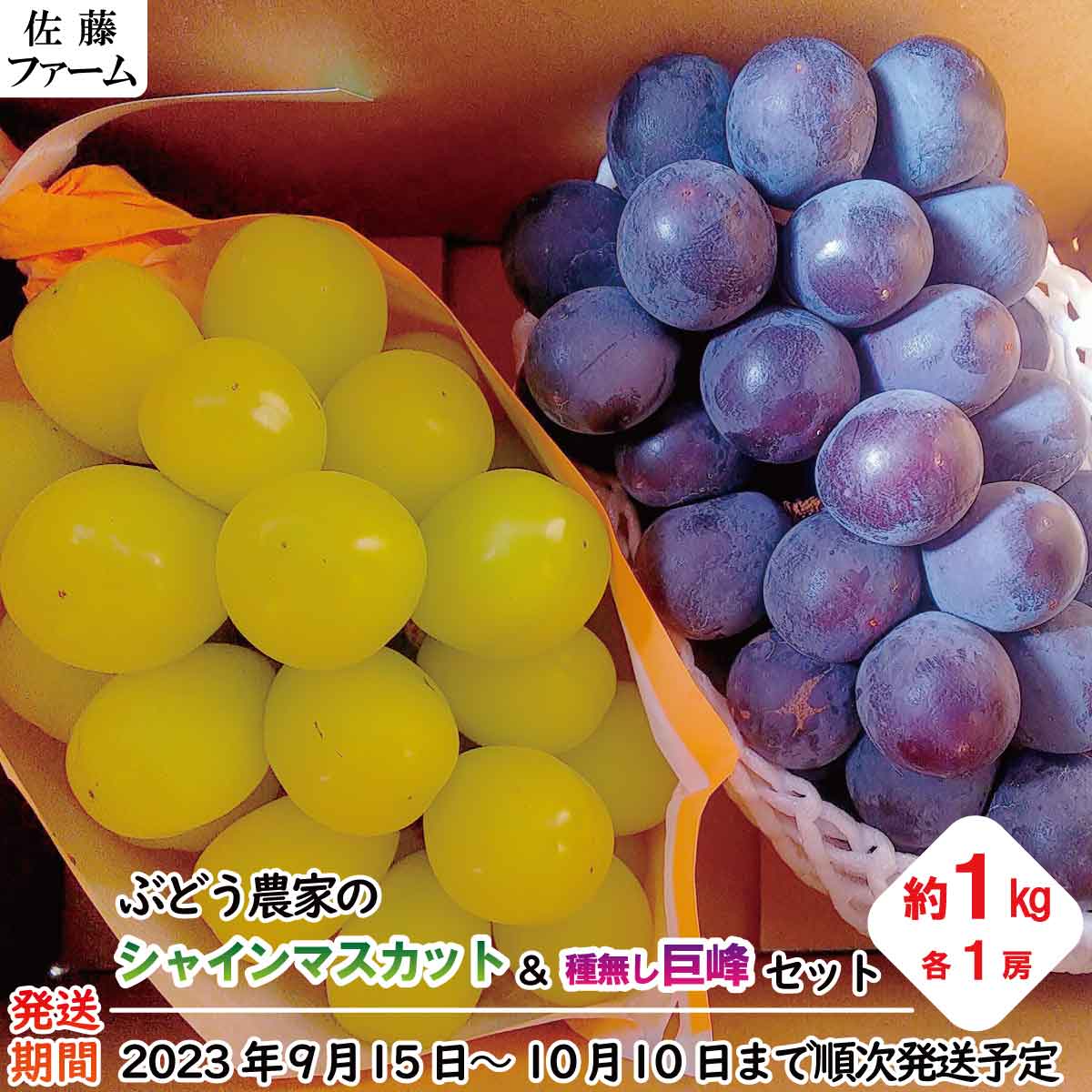 【ふるさと納税】ぶどう農家の シャインマスカット ＆ 種無し巨峰 セット 各1房（約1kg）《佐藤ファーム》■2023年発送■※9月中旬頃～10月中旬頃まで順次発送予定 果物 ブドウ フルーツ 果物類 詰め合わせのサムネイル