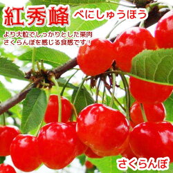 【ふるさと納税】紅秀峰 さくらんぼ 訳あり 約1kg（バラ詰）《黒岩果樹園》■2022年発送■※6月下旬頃～7月上旬頃まで順次発送予定 果物 サクランボ チェリー フルーツ くだもの･･･ 画像2