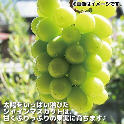 【ふるさと納税】シャインマスカット 約3〜6房 約2kg 《黒岩果樹園》■2021年発送■※9月上旬頃より発送 果物 ぶどう フルーツ 画像2