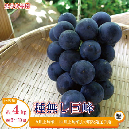 種無し巨峰 約4kg（約6～10房）《黒岩果樹園》■2024年発送■※9月上旬頃～11月上旬頃まで順次発送予定 果物 ぶどう フルーツ 種なし