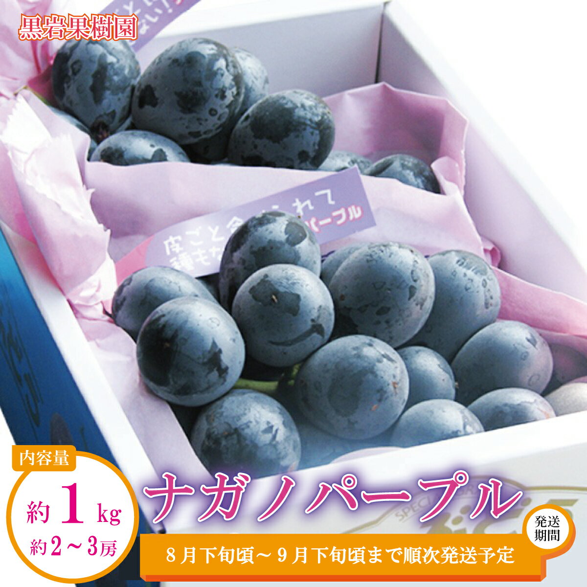 【ふるさと納税】ナガノパープル 約1kg（約2～3房）《黒岩