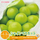 【ふるさと納税】シャインマスカット 約1.2kg（約2～3房）《黒岩果樹園》■2024年発送■※9月上旬頃～11月上旬頃まで順次発送予定 果物 ぶどう フルーツ 期間限定 数量限定 先行予約 予約･･･