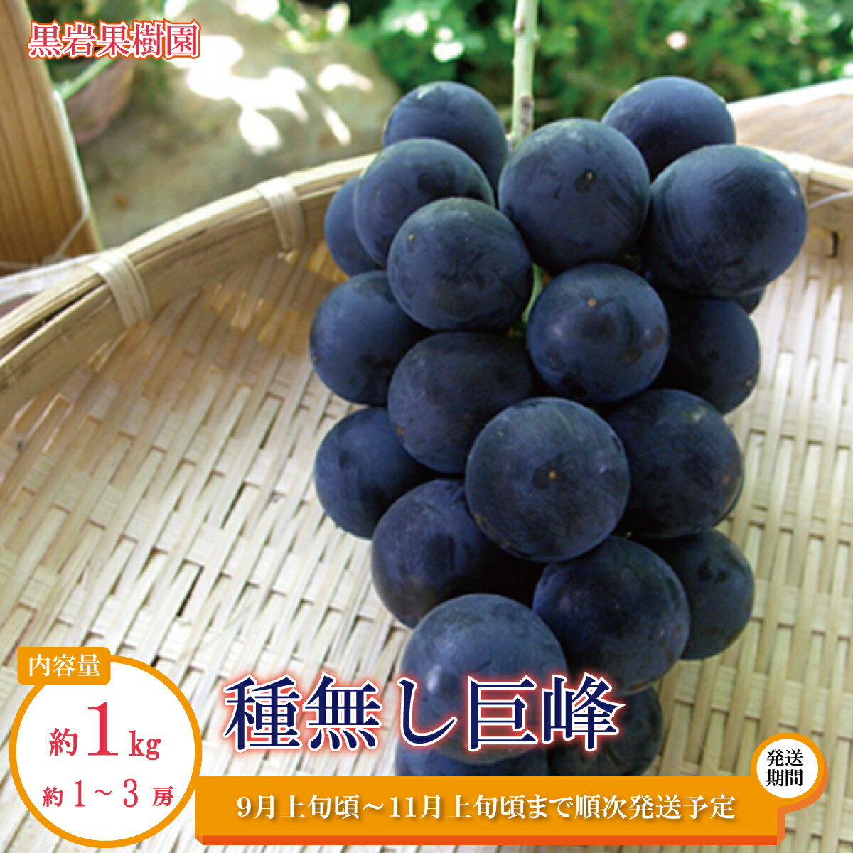 【ふるさと納税】種無し巨峰 約1kg（約1～3房）《黒岩果樹園》■2024年発送■※9月上旬頃～11月上旬頃まで順次発送予定 果物 ぶどう フルーツ 種なし