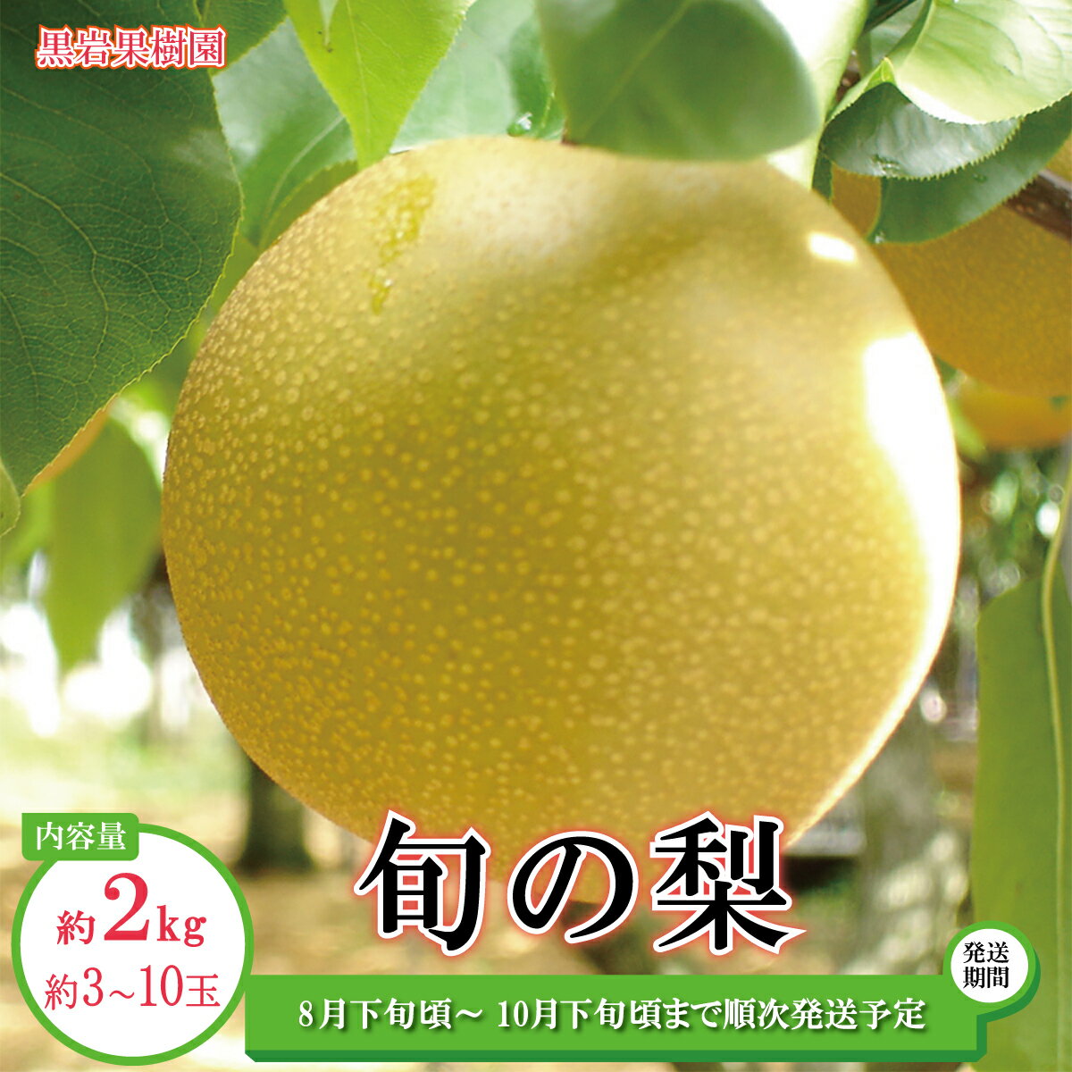 旬の梨 約2kg (約3〜10玉)[黒岩果樹園] 2024年発送 ※8月下旬頃〜10月下旬頃まで順次発送予定 果物 フルーツ なし ナシ