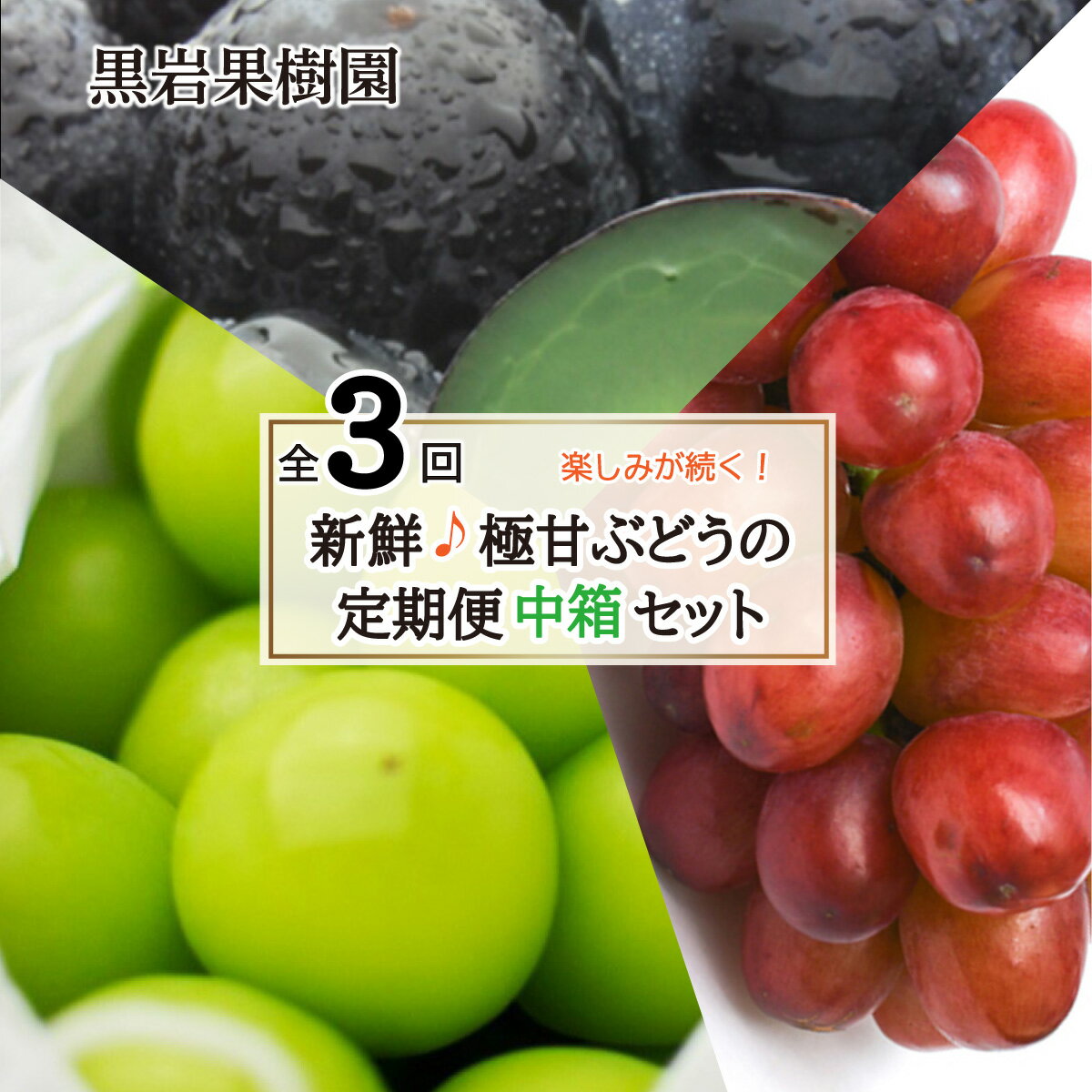 [新鮮♪極甘ぶどうの定期便(中箱セット)]巨峰・クイーンルージュ®・シャインマスカット 全3回(8〜9月・9〜10月・10月〜11月)[黒岩果樹園] 2024年発送 ※8月下旬頃〜11月上旬頃まで順次発送予定 定期便