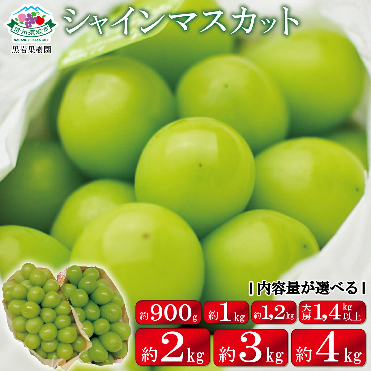 【ふるさと納税】シャインマスカット【内容量が選択可能】900g 1kg 1.2kg 2kg 3kg 4kg 1.4kg以上 大房2房 《黒岩果樹園》 2024年発送 9月上旬頃～11月上旬頃にかけて順次発送予定 果物 ぶどう …