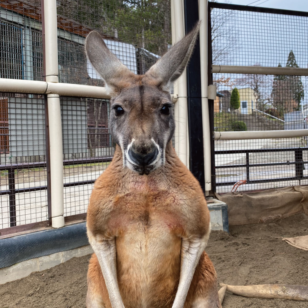 【ふるさと納税】須坂市動物園ふれあいセット A （一家族様入園券+須坂市動物園キャラクターグッズ付）【入園券・キャラクター・ぬいぐるみ】のサムネイル