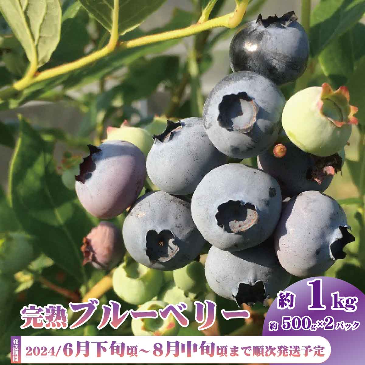 ڤդ뤵Ǽǡۡͽ۴ϥ֥롼٥꡼ͭJASǧˡ1kg500g2ѥåˡԥ֥֥ե20բ2024ǯȯ...