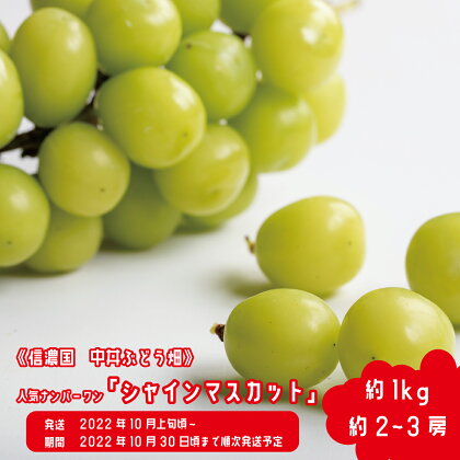 朝採り農家直送!人気ナンバーワン『シャインマスカット』約1kg(約2~3房)《信濃国 中井ぶどう畑》■2022年発送■※10月上旬頃~10月下旬頃まで順次発送予定 フルーツ 果物 ぶどう ブドウ 葡萄