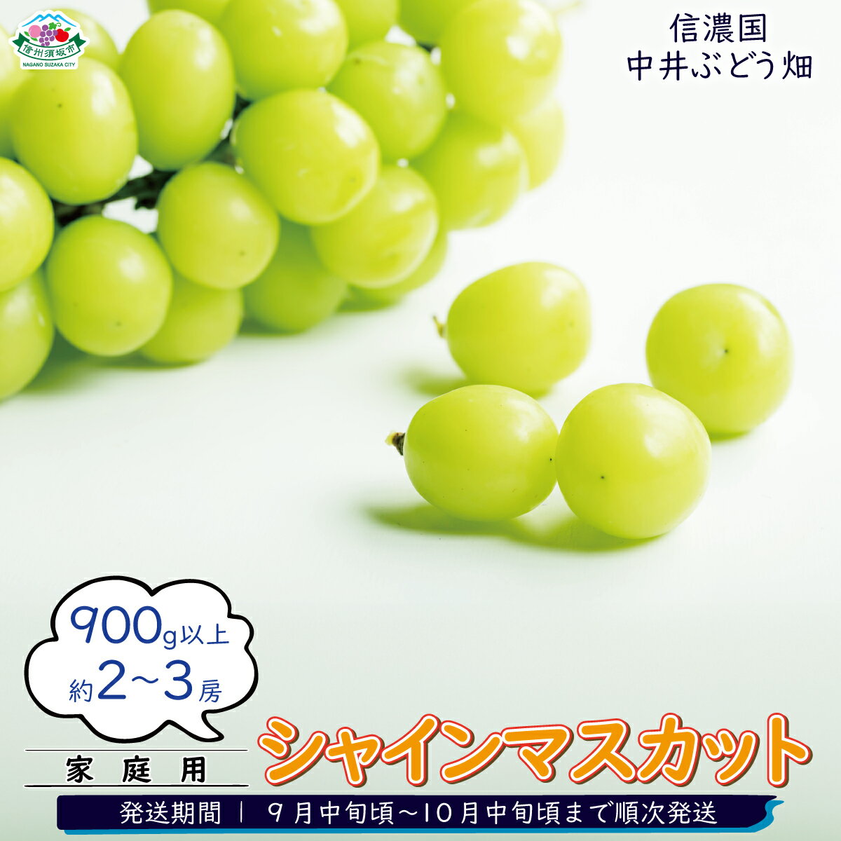 【ふるさと納税】朝採り農家直送！シャインマスカット 900g以上(約2～3房)（家庭用）《信濃国 中井ぶどう畑》■2025年発送■※9月中旬頃～10月中旬頃まで順次発送予定 フルーツ 果物 ぶどう ブドウ 葡萄 先行予約 予約