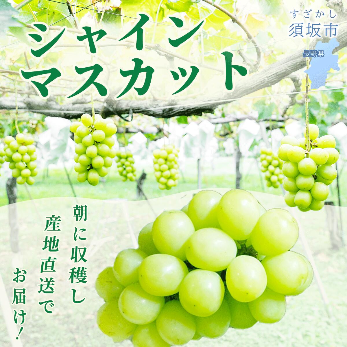 【ふるさと納税】朝採り農家直送！シャインマスカット 900g以上(約2～3房)（家庭用）《信濃国 中井ぶどう畑》■2025年発送■※9月中旬頃～10月中旬頃まで順次発送予定 フルーツ 果物 ぶどう ブドウ 葡萄 先行予約 予約