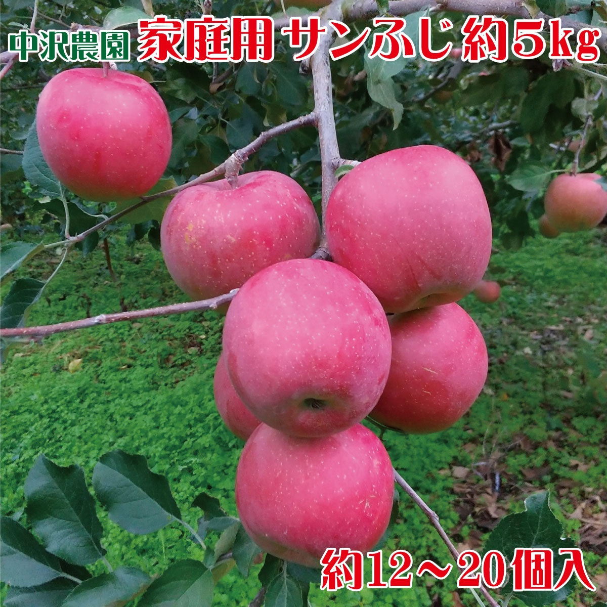 【ふるさと納税】家庭用 サンふじ 約5kg (約12～20個入) 《中沢農園》■2022年～2023年発送■※12月上旬頃～1月中旬頃まで順次発送予定 林檎 りんご リンゴ 家庭用 訳あり