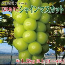 【ふるさと納税】【2022年度出荷分 先行予約】【訳あり】 長野県産シャインマスカット 約1.5kg以上（3～4房相当）家庭用《やまざきファーム》■※9月下旬頃～10月下旬頃まで順次発送予定 ぶどう･･･