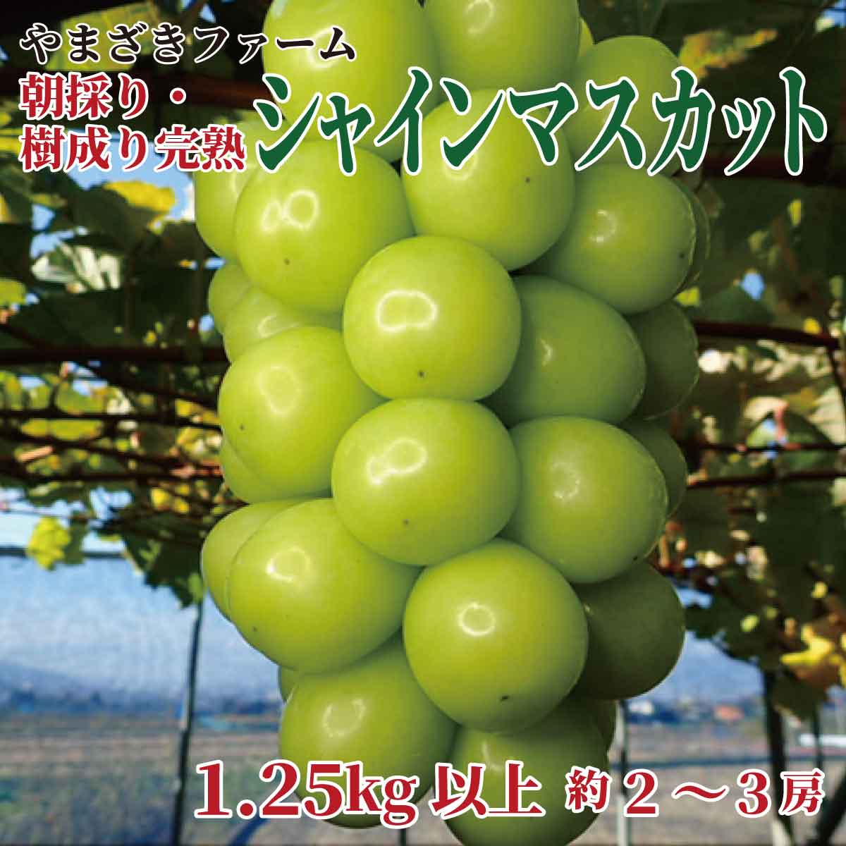 【ふるさと納税】【2023年度出荷分 先行予約】大人気！ 長野県産シャインマスカット　朝採り・樹成り完熟で新鮮いっぱい！1.25kg以上（約2～3房）《やまざきファーム》■※9月下旬頃～11月上旬頃まで順次発送予定 フルーツ 果物 葡萄 ブドウ ぶどう シャインマスカット･･･